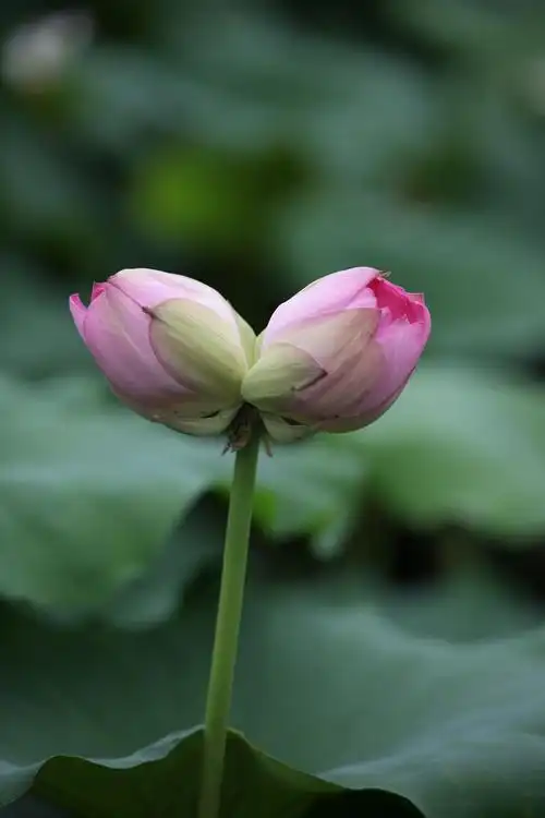 《再见双头莲》  [宋] 吴芾 我来才见月初圆,两度池开并蒂莲.