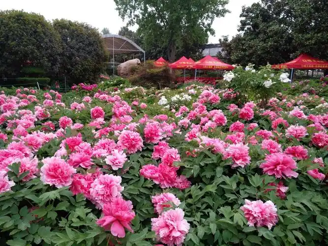 其它 畅游中国国花园 写美篇洛阳一直是人们心目中的牡丹圣地.