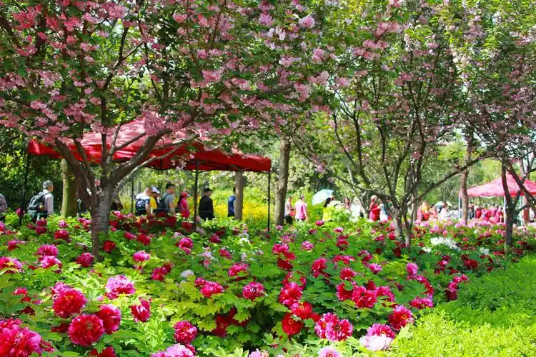 国色天香一一洛阳牡丹