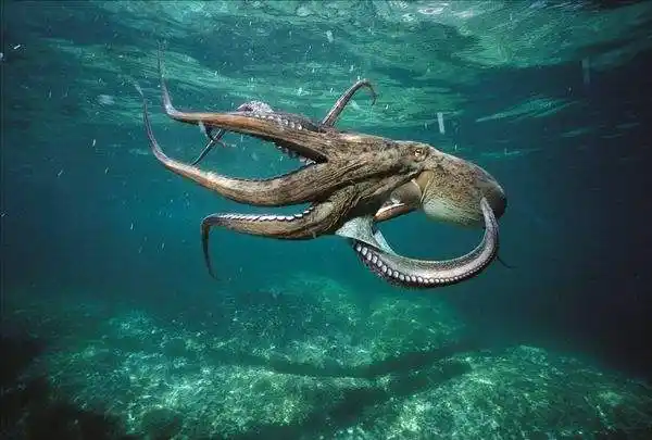 科学家揭示巨型章鱼基因测序结果_未解之谜网