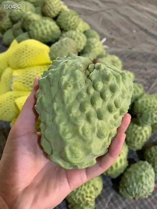 释迦果好吃仅限于成熟后,不熟的释迦吃起来真是一言难尽.