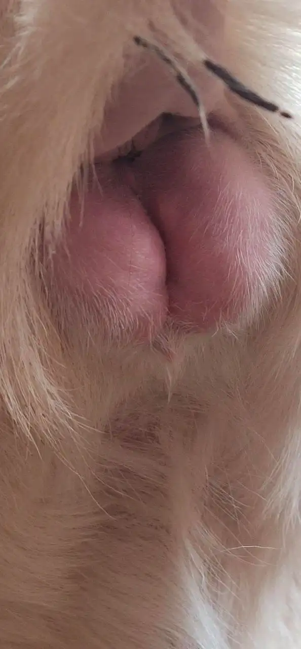 大家好 ,我的一只山羊水门肿的很厉害,还是硬硬的 ,有没有人知道这是