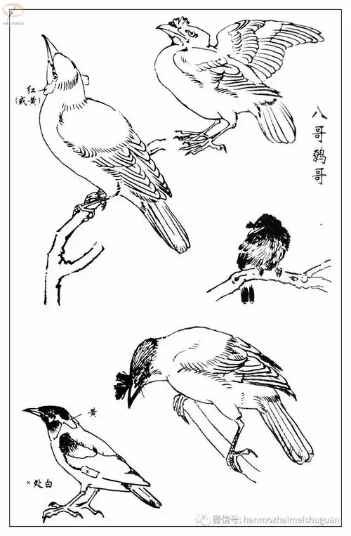 4.19孙其峰《百鸟白描谱》之一