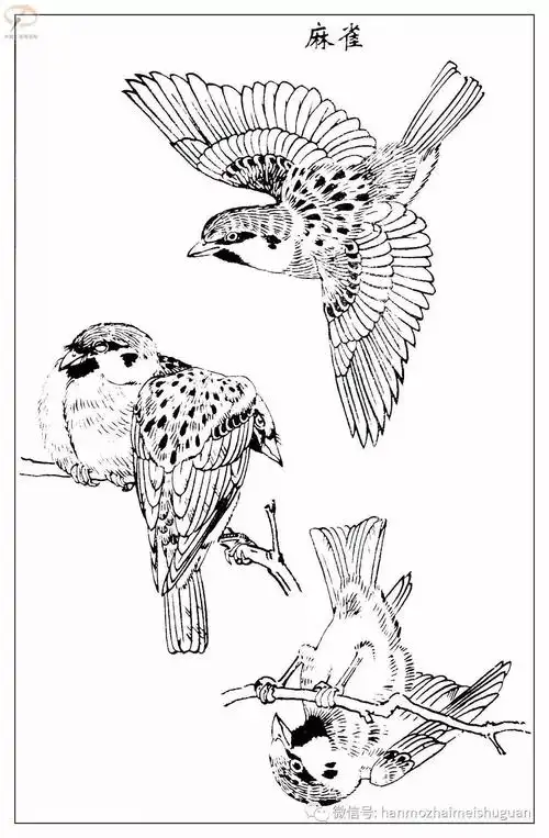 4.19孙其峰《百鸟白描谱》之一