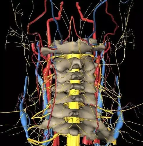 颈椎3d图