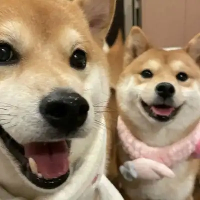 宠物情侣头像超萌一对一左一右可爱高质量动物情侣头像双人