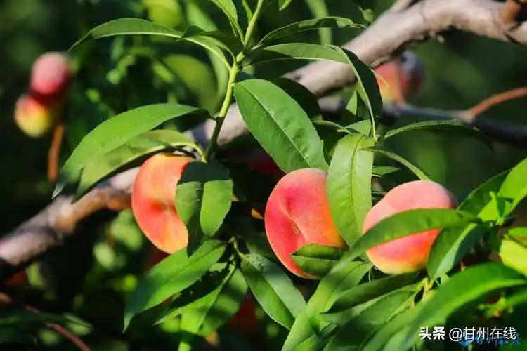 张掖甘州:蟠桃喜丰收 硕果满枝头