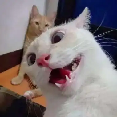 沙雕猫咪自拍头像