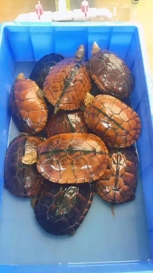 金钱龟活龟纯种石金钱龟南石龟乌龟活物正宗风水龟活体宠物观赏小乌龟