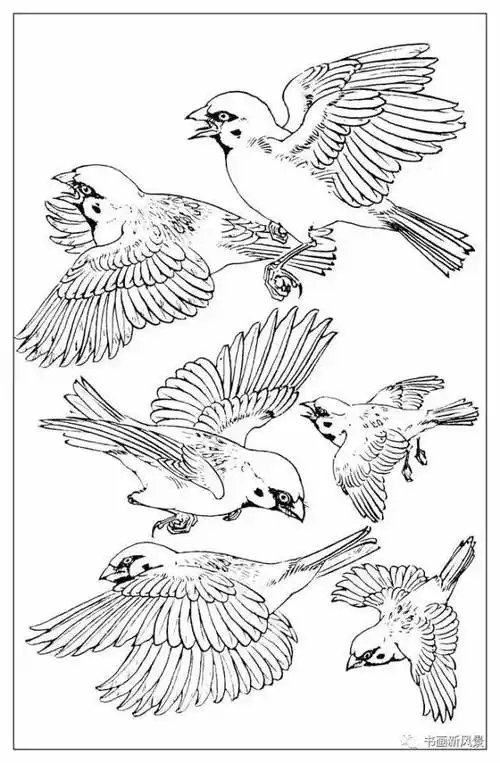 大师孙其峰《百鸟白描画谱》300幅!极品收藏!