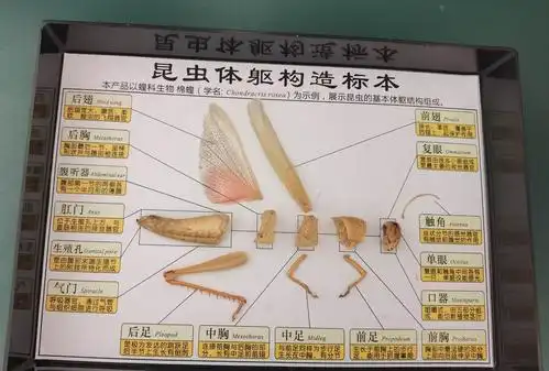 七星瓢虫模型怎样改装才可以立体爬行呢? 2.