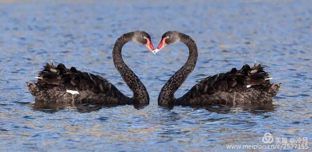 两只天鹅对吻成了"心"形.看!天鹅多浪漫啊!