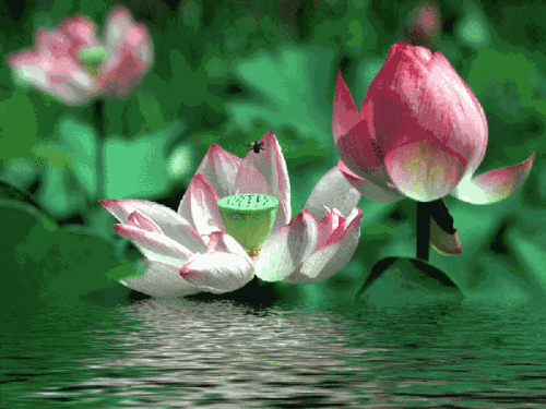 600_450gif 动态图 动图