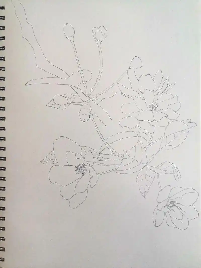 彩铅海棠花#绘画过程  - 抖音