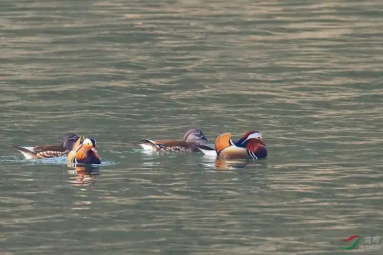 水中鸳鸯成双对