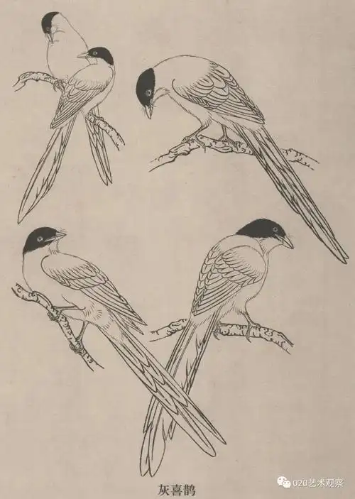 白描丨百鸟画谱,太美了