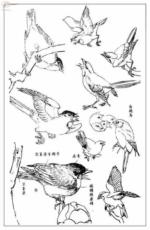 孙其峰著百鸟白描谱二学画必备经典教科书独家