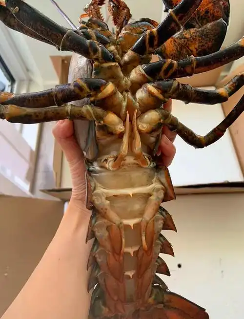 🦞一招教你轻松分辨龙虾的雌雄🔍