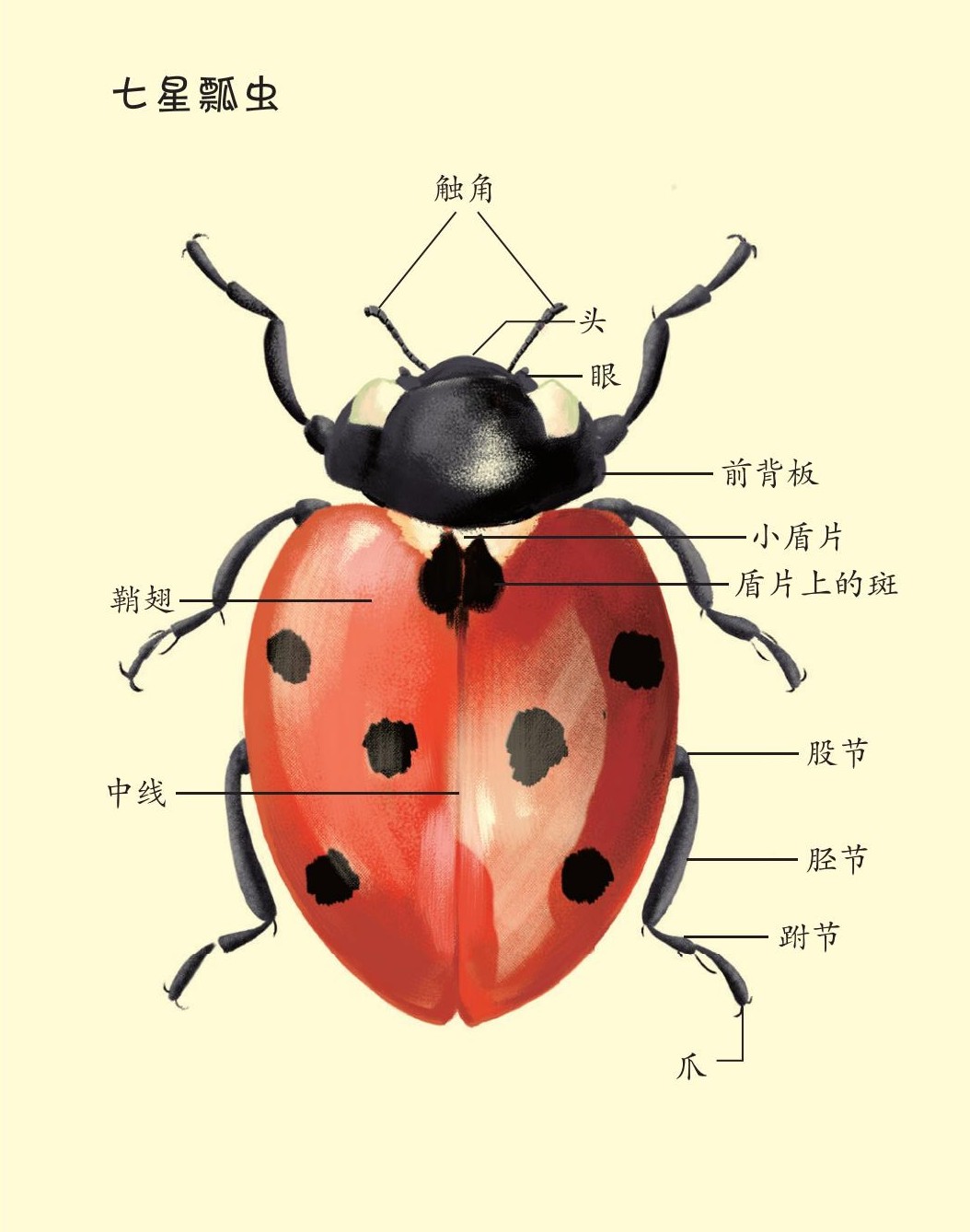 【优雅的蚜虫猎人——七星瓢虫】09 七星瓢虫大聚会_昆虫记 | 法布尔
